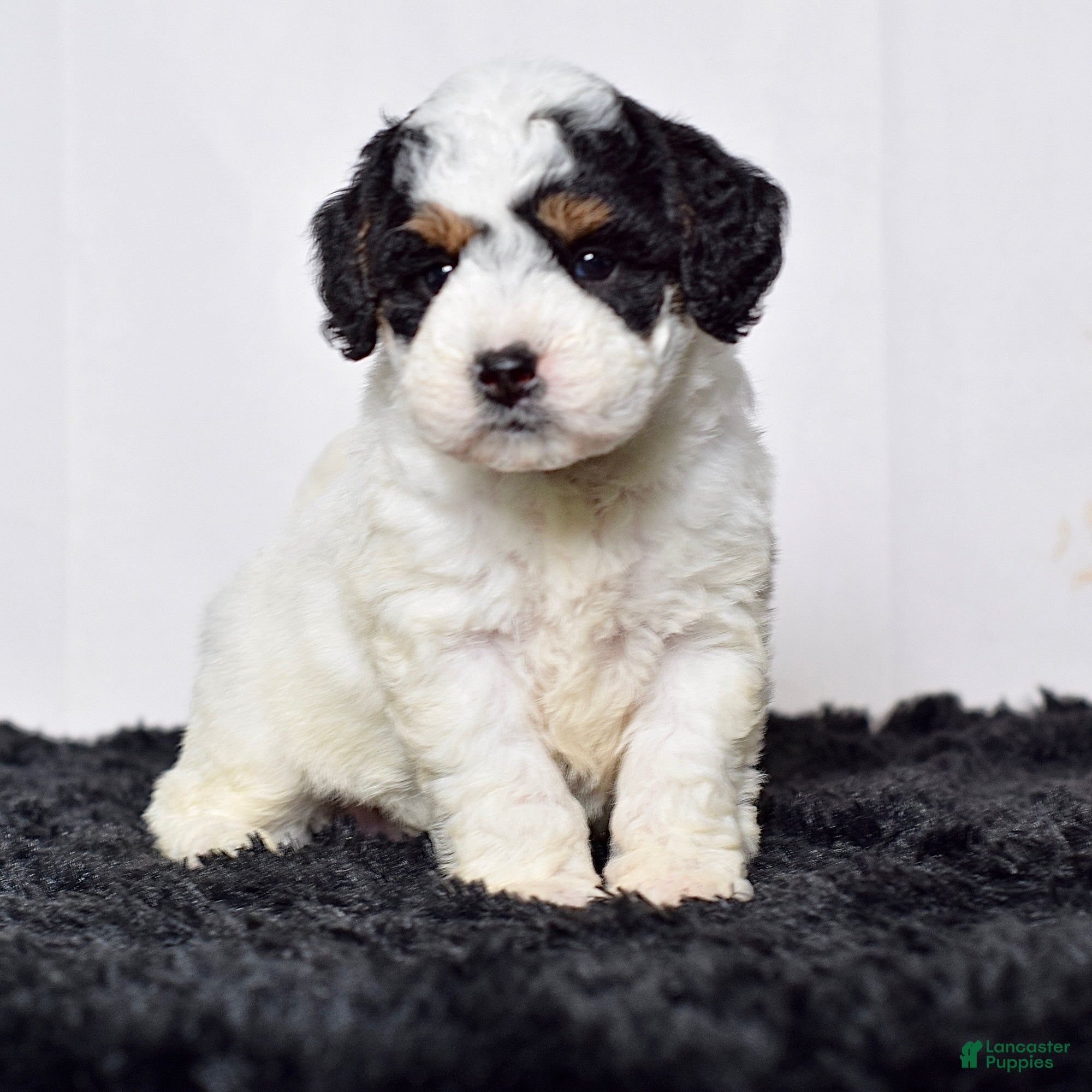 Mini Goldendoodle dogs Ms. Kida - Ad 1