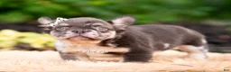 French Bulldog dogs for sale: Princess leia - Ad 2
