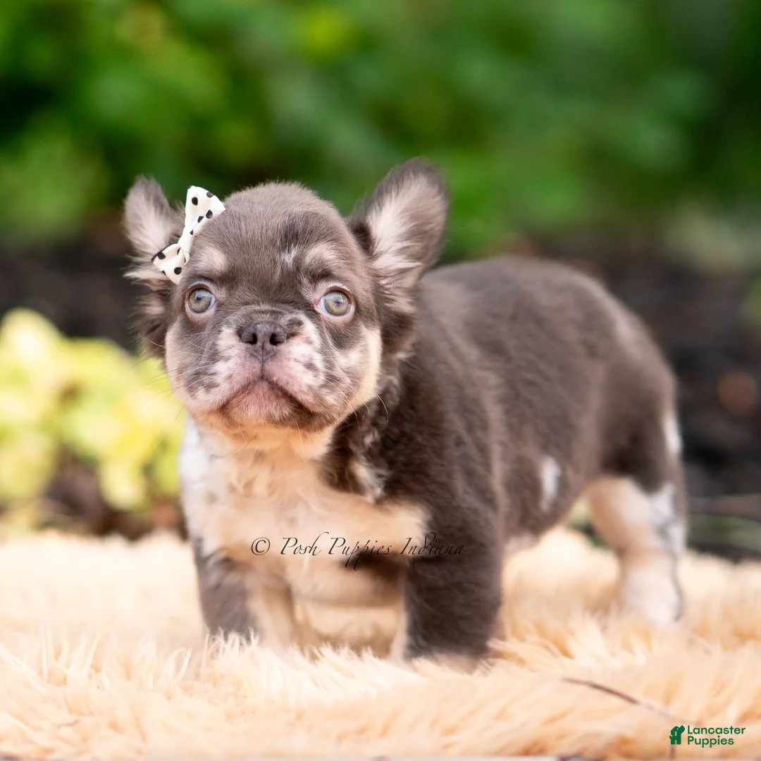 French Bulldog dogs for sale: Princess leia - Ad 2