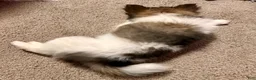 Mixed Breed dogs for sale: Buttons - Ad 8