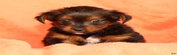 Yorkshire Terrier dogs for sale: Kimber - Ad 8