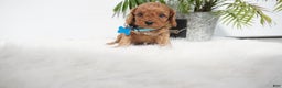 Cavapoo dogs for sale: Brody - Ad 2