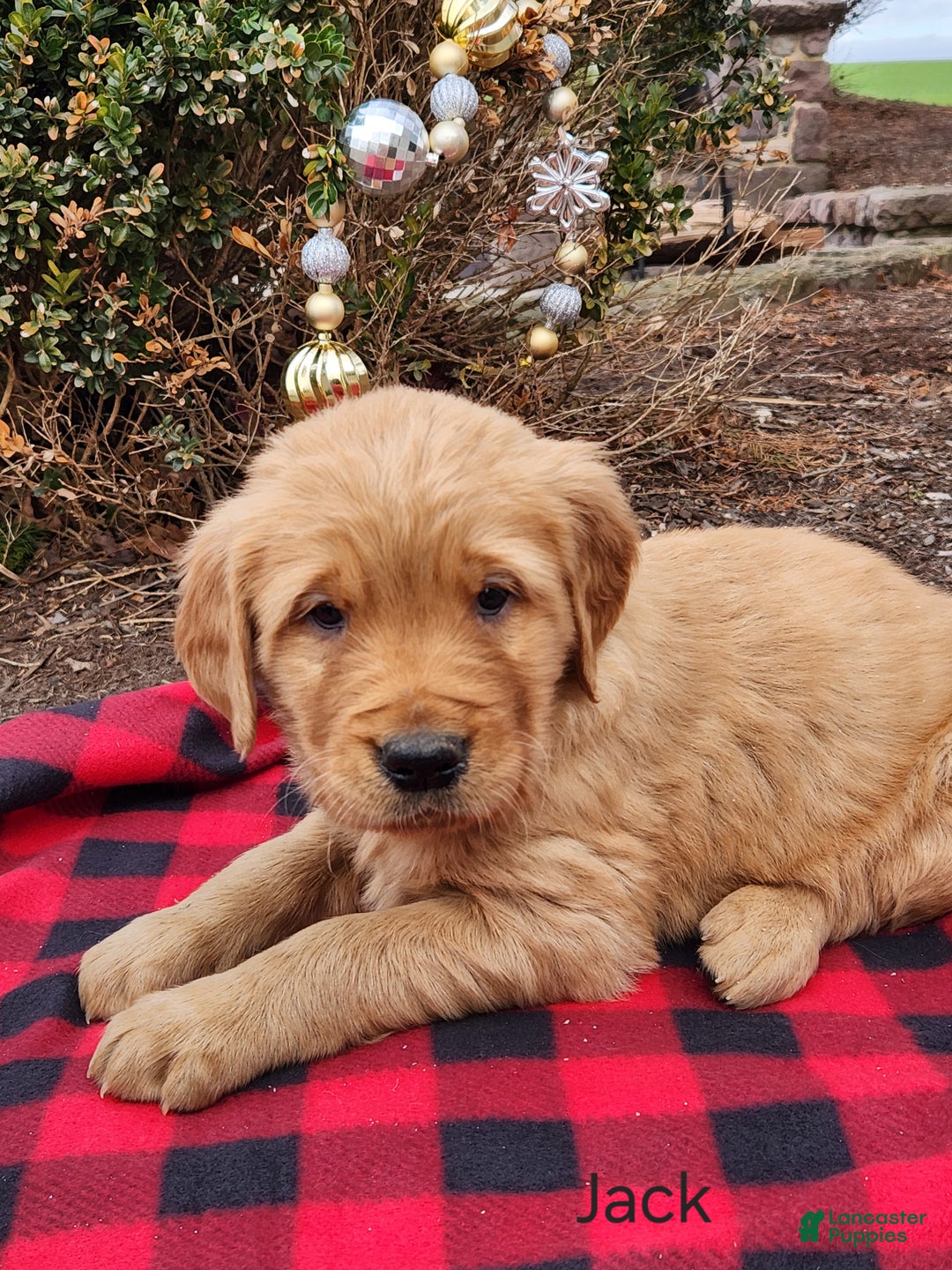 Golden Retriever dogs for sale: Jack - Ad 1