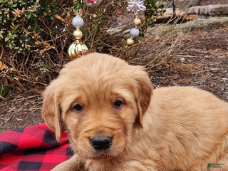 Golden Retriever dogs Jack - Ad 6