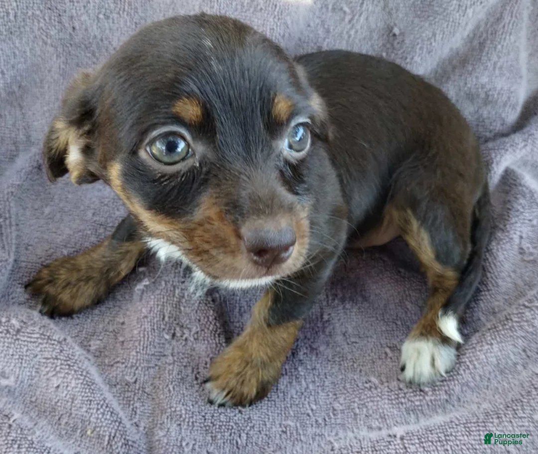 Mixed Breed dogs for sale: Girl  - Ad 5