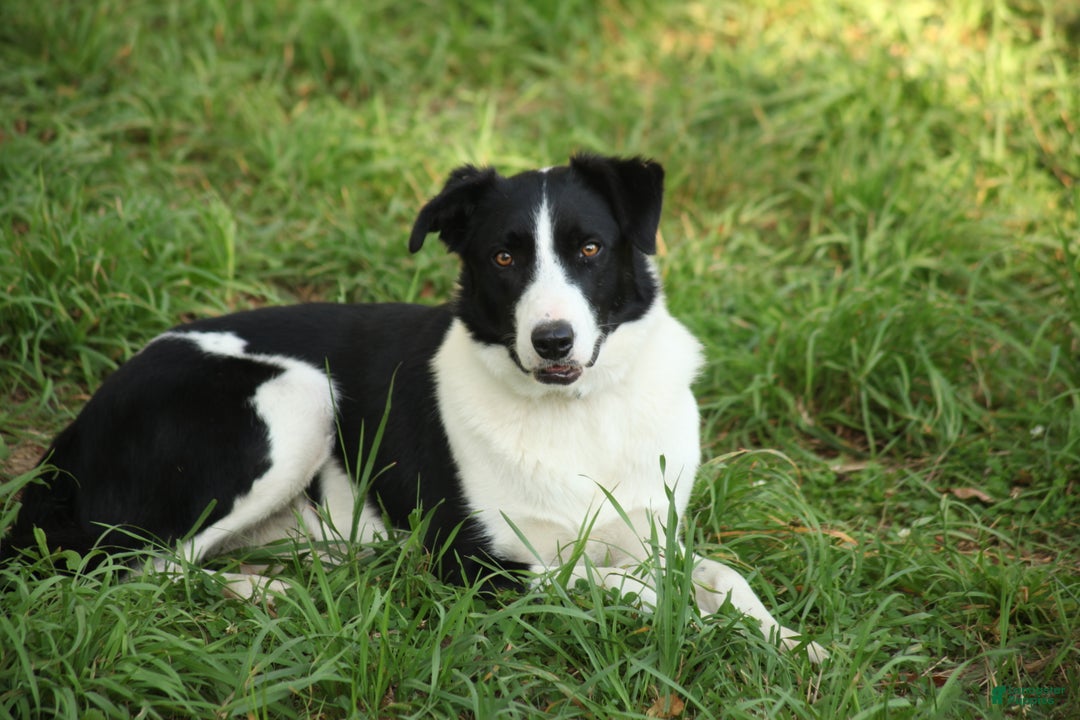 Border Collie dogs for sale: Duke - Ad 3