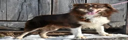 Australian Shepherd dogs for sale: Tim - Ad 7