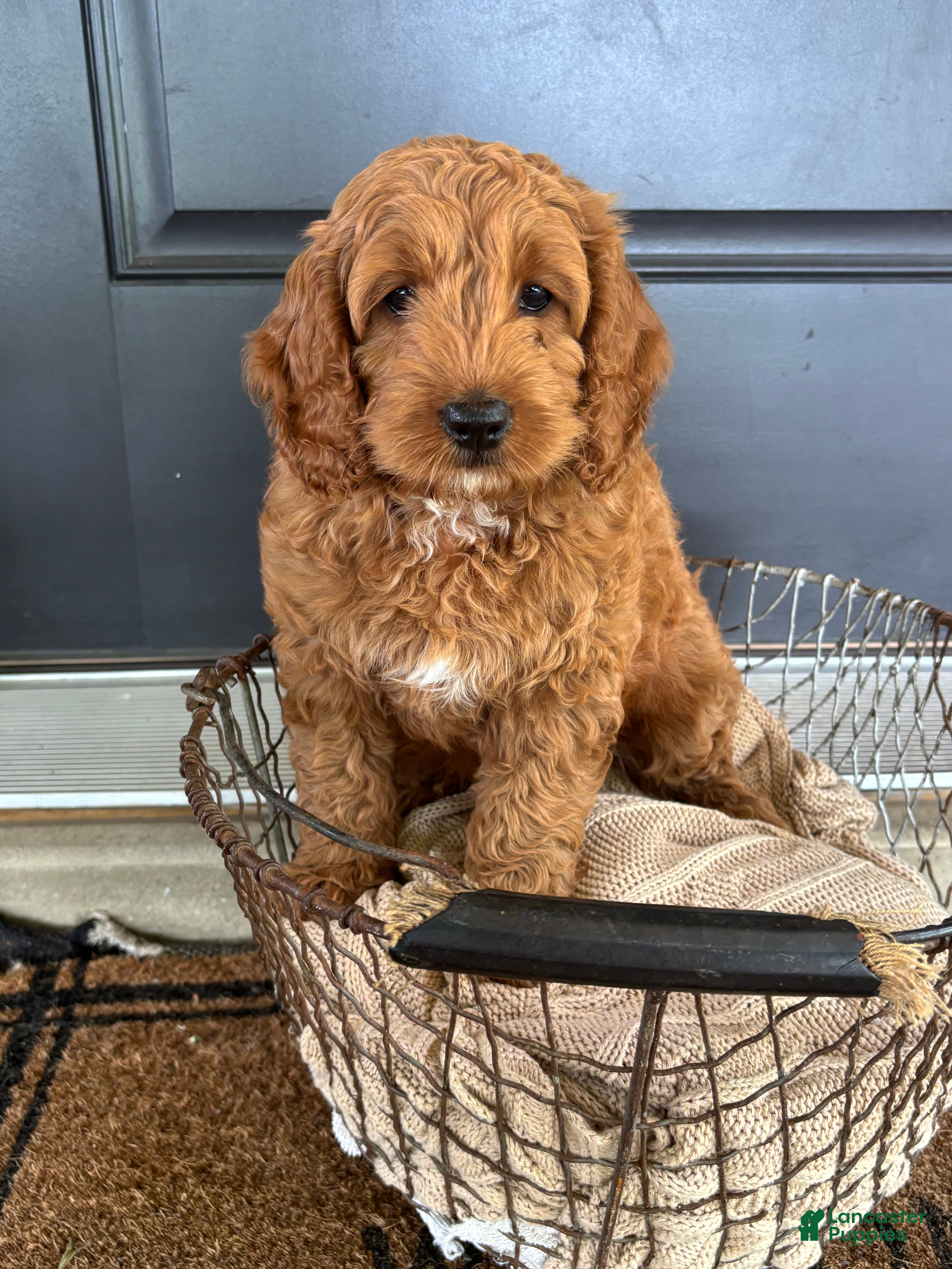 Cockapoo dogs Timber - Ad 1