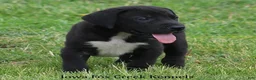 Great Dane dogs for sale: MIlo - Ad 9