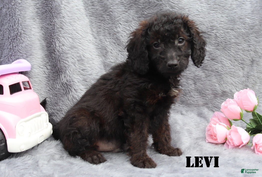 Mini Goldendoodle dogs for sale: Levi - Ad 4