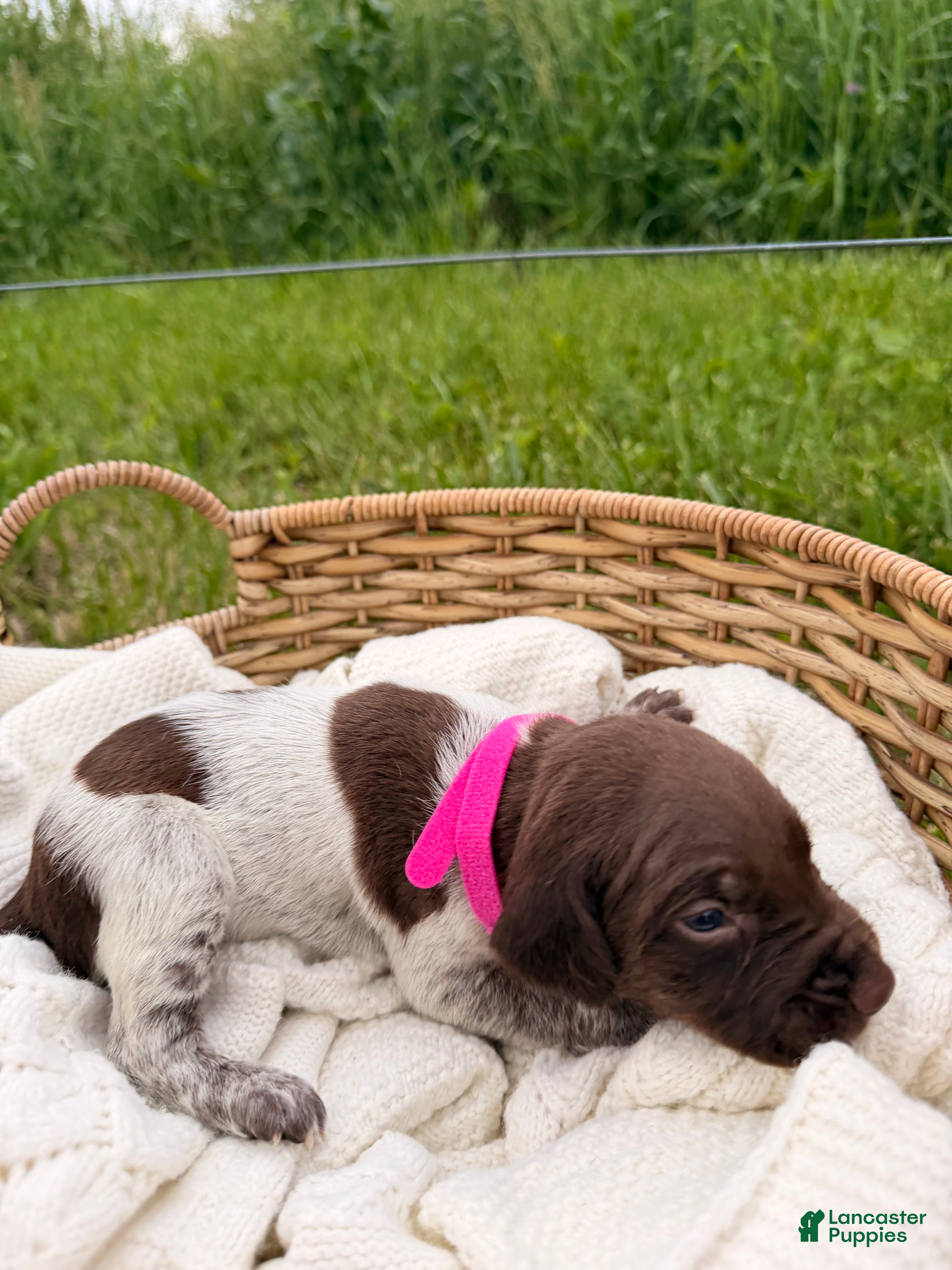 German Shorthaired Pointer dogs Charlotte - Ad 2