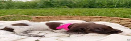 German Shorthaired Pointer dogs for sale: Charlotte - Ad 2