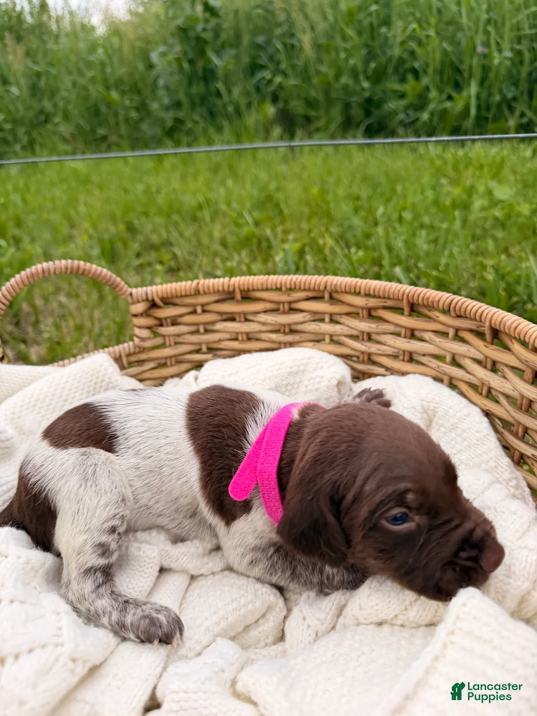 German Shorthaired Pointer dogs for sale: Charlotte - Ad 2