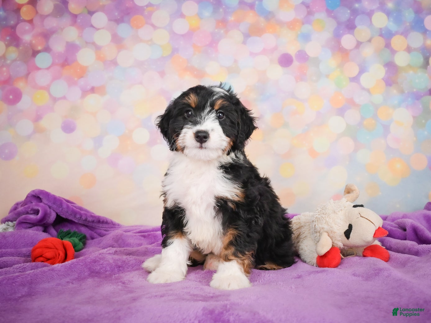 Mini Bernedoodle dogs Smokey - Ad 2