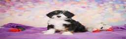 Mini Bernedoodle dogs for sale: Smokey - Ad 2