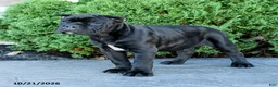 Cane Corso dogs for sale: Legend - Ad 2