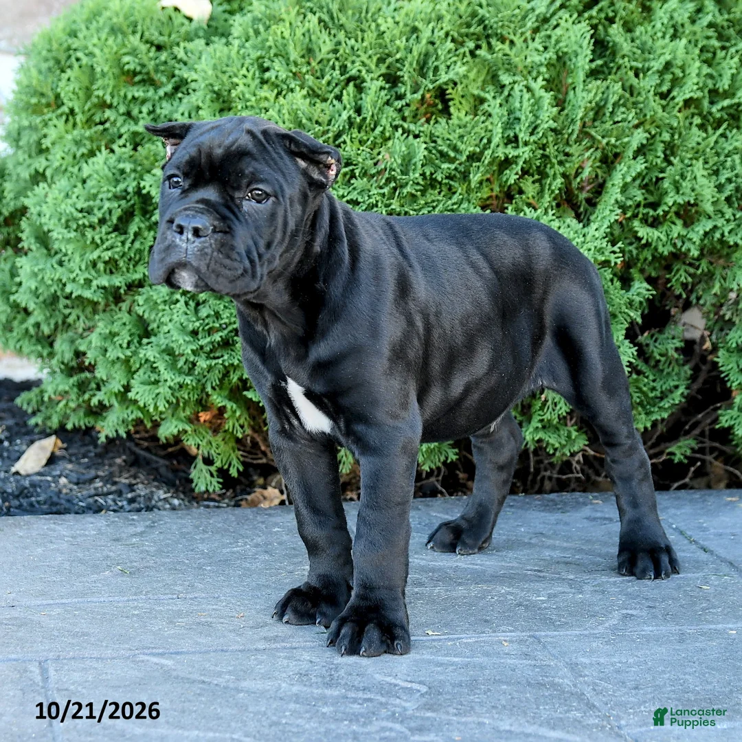 Cane Corso dogs for sale: Legend - Ad 2