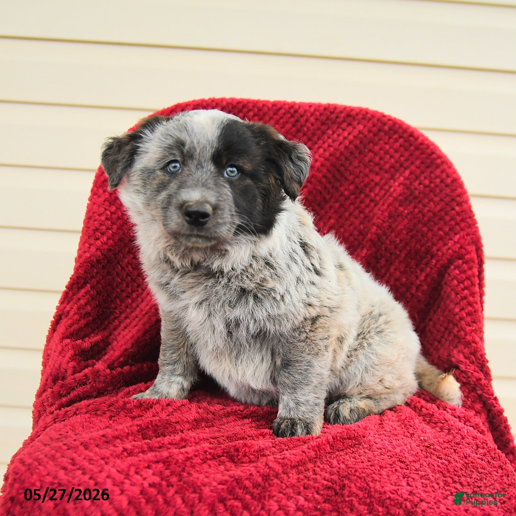 Mixed Breed dogs for sale: Rosette - Ad 2