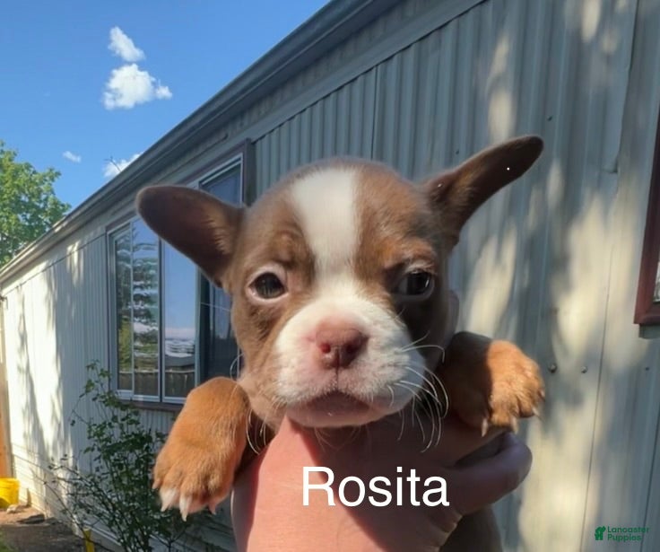 Mixed Breed dogs Rosita - Ad 9