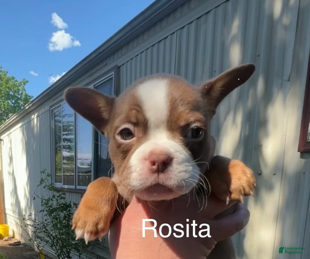 Mixed Breed dogs for sale: Rosita - Ad 1