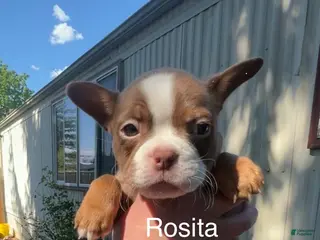 Mixed Breed dogs Rosita - Ad 9