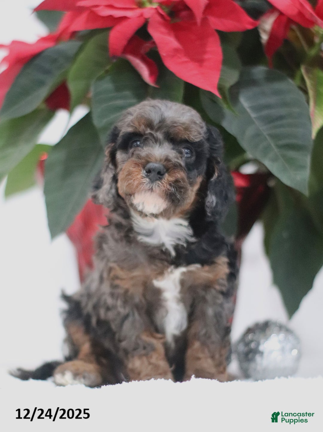 Cavapoo dogs for sale: Abby - Ad 2