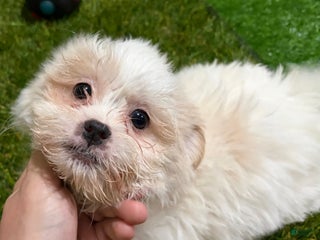 Mixed Breed dogs Boy - Ad 30