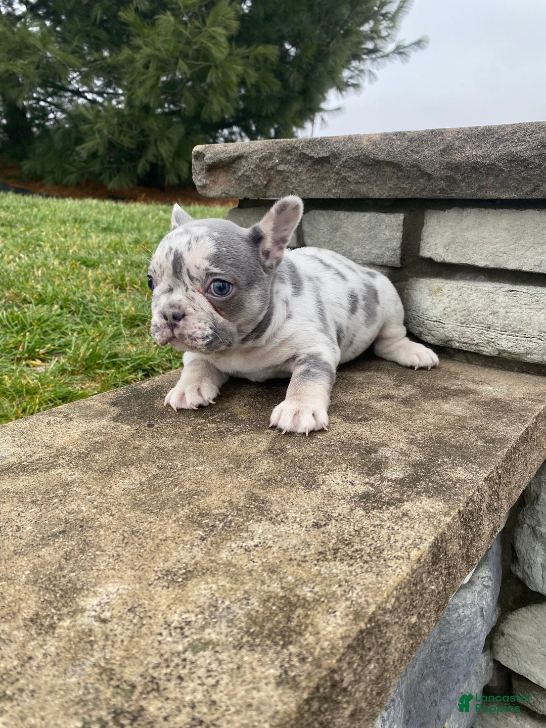 French Bulldog dogs for sale: Sammy - Ad 2