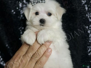 Maltese dogs - Ad 2