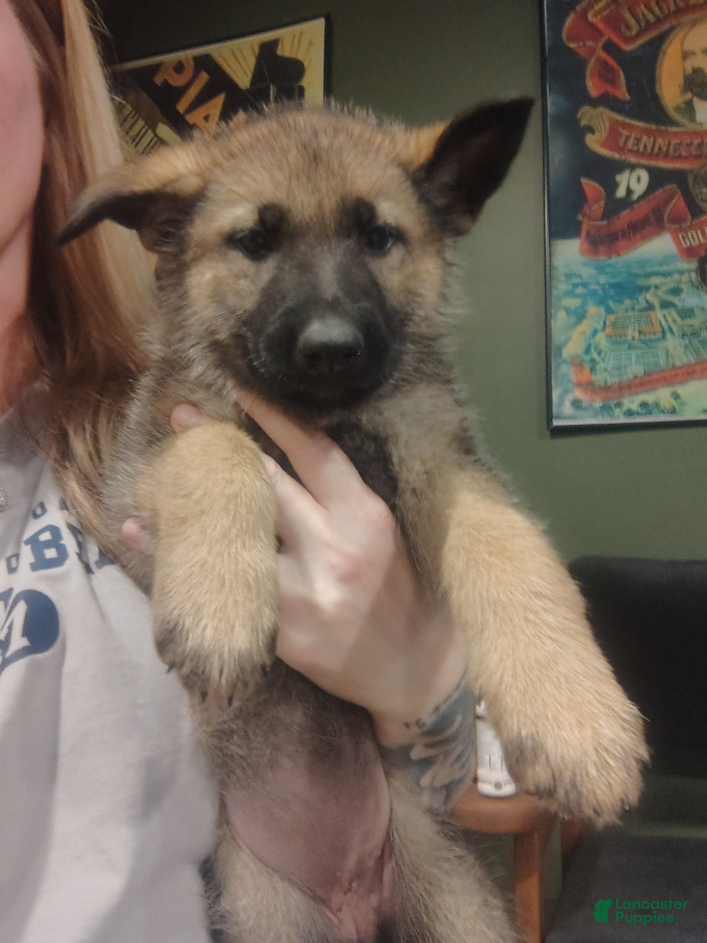 German Shepherd dogs Phoenix  - Ad 37