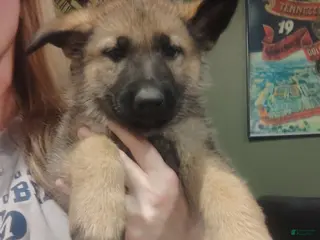 German Shepherd dogs Phoenix - Ad 37