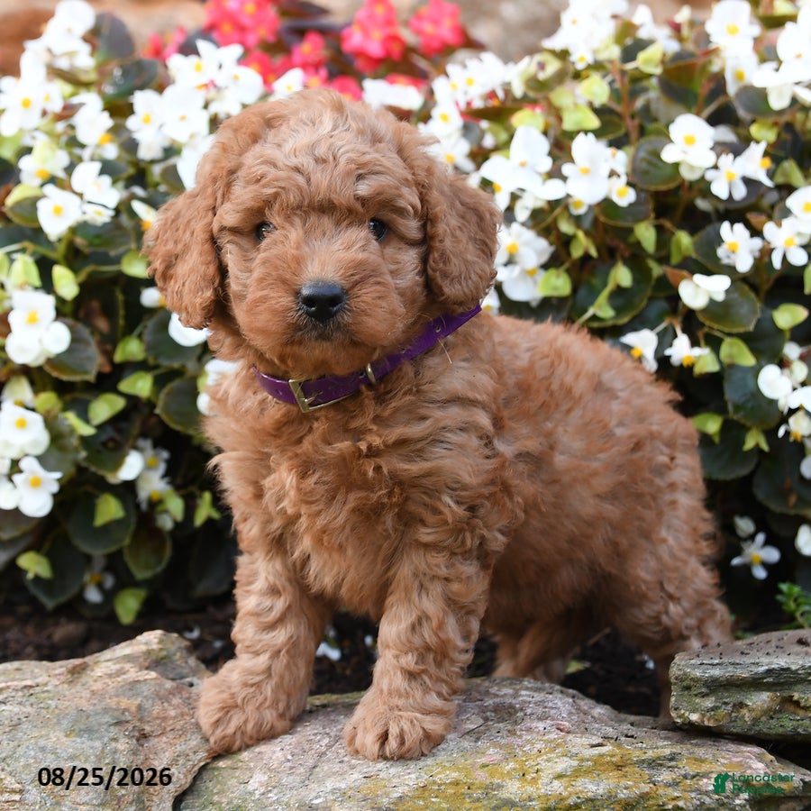 Mini Goldendoodle dogs Julie  - Ad 2