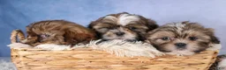 Shih Tzu dogs for sale: GABBY - Ad 13