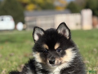 Pomsky dogs - Ad 4