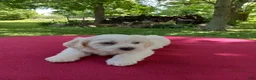 Teddy Bear dogs for sale: Oliver - Ad 5