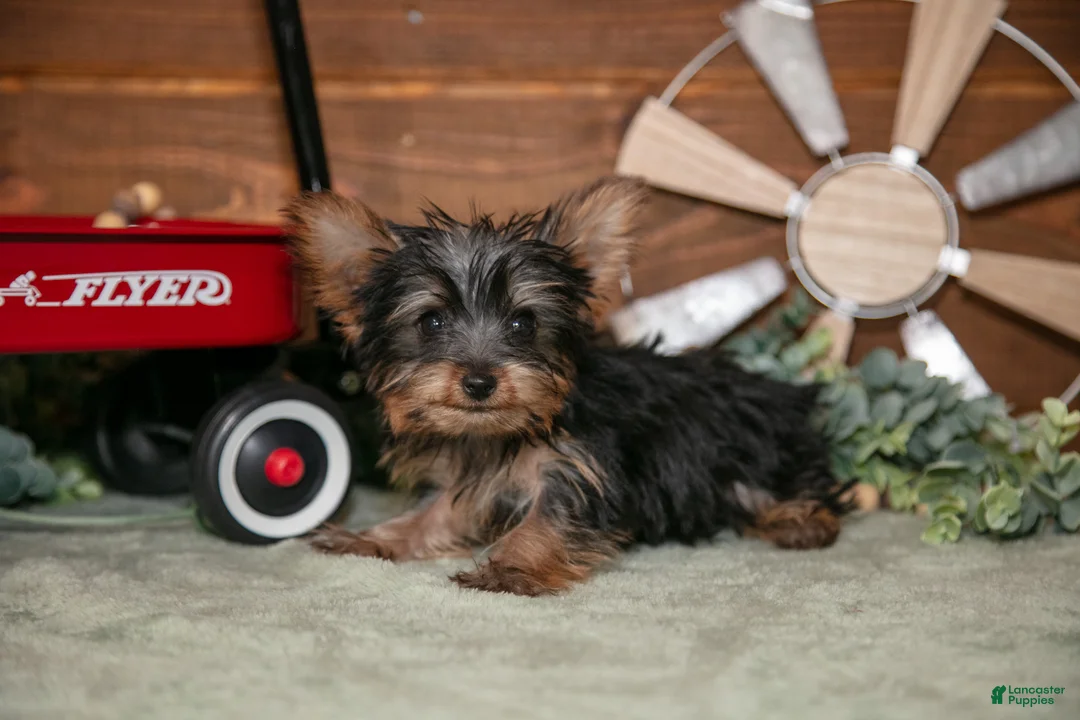 Yorkshire Terrier dogs for sale: Kali - Ad 2