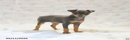 Miniature Pinscher dogs for sale: Phalina - Ad 3