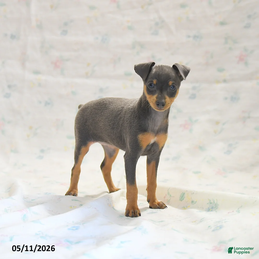Miniature Pinscher dogs for sale: Phalina - Ad 3