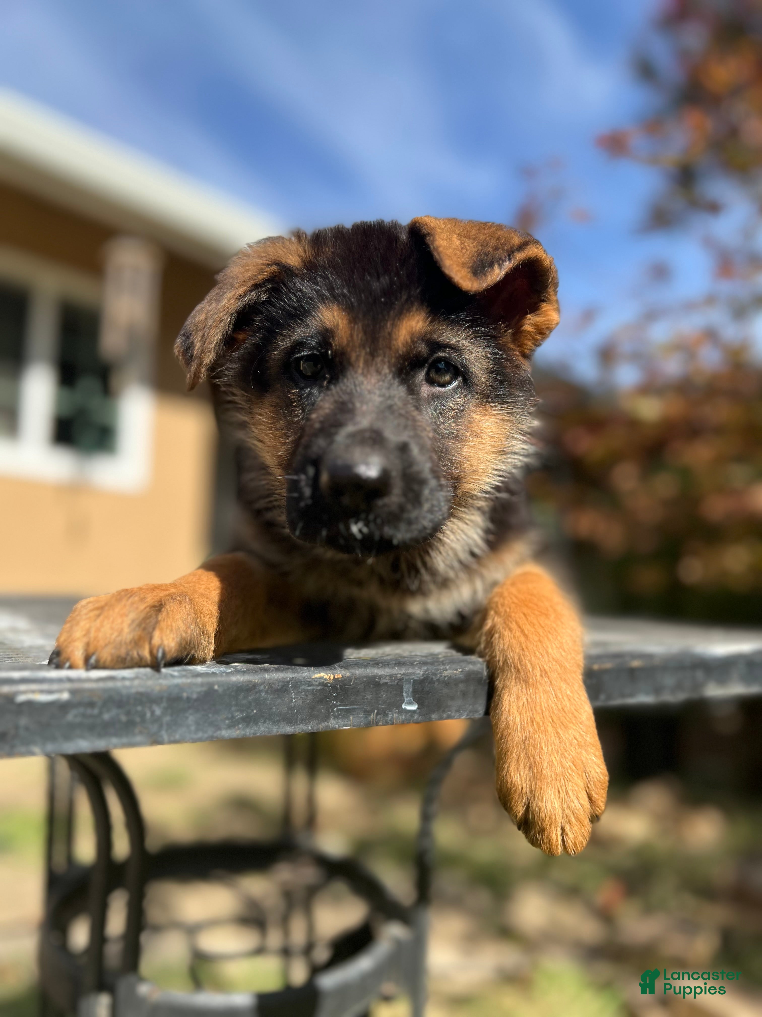 German Shepherd dogs Purple  - Ad 1