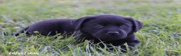 Labrador Retriever dogs for sale: Sapphire - Ad 3