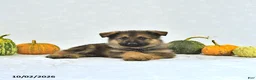 German Shepherd dogs for sale: Zeus - Ad 1