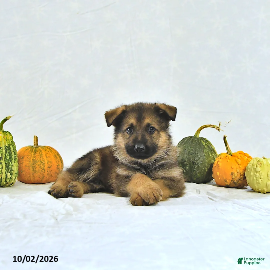 German Shepherd dogs for sale: Zeus - Ad 1