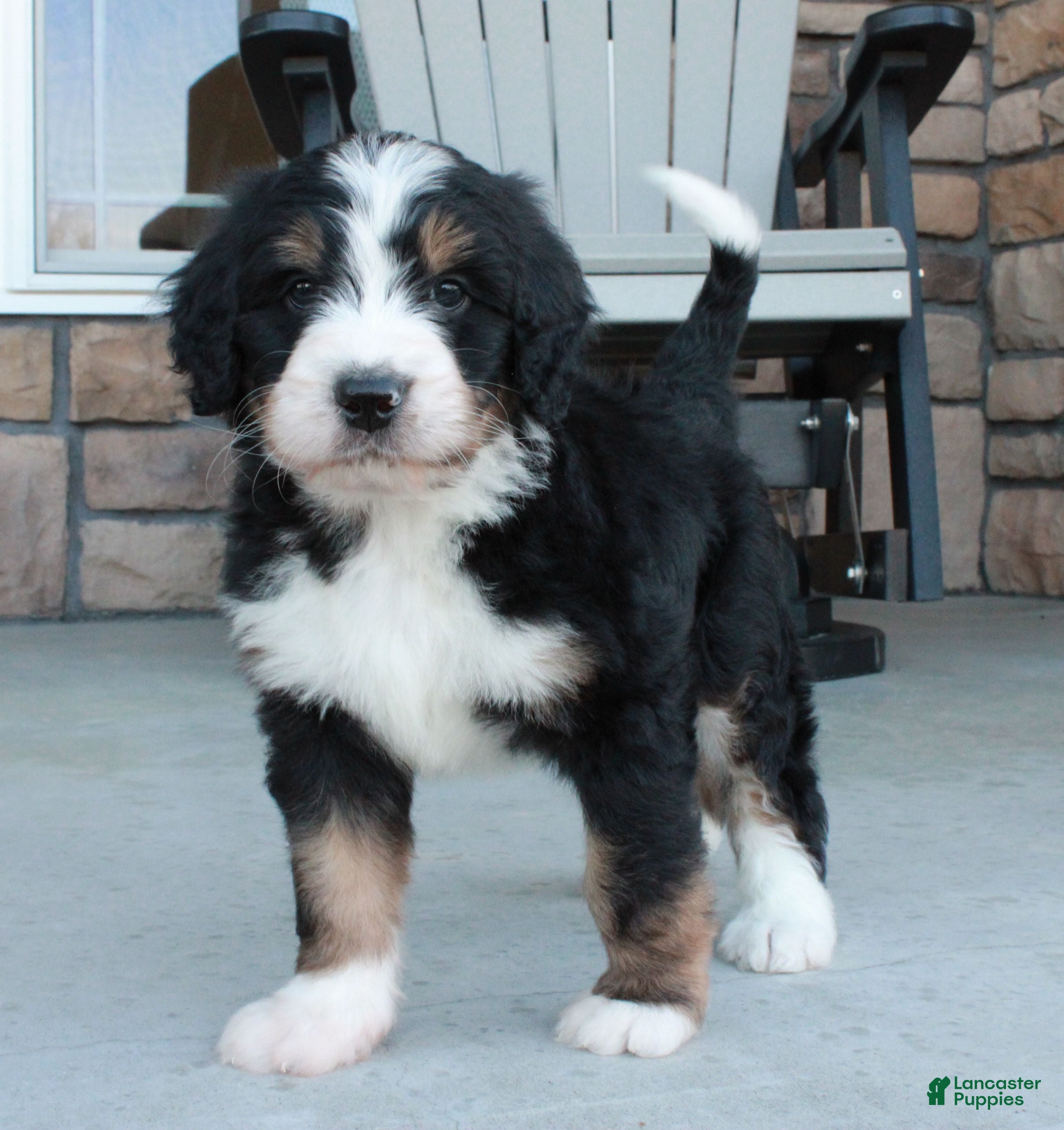 Bernedoodle dogs Sammy  - Ad 1