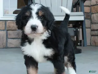 Bernedoodle dogs for sale: Sammy - Ad 1