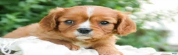 Cavalier King Charles Spaniel dogs for sale: Grace Cavalier King Charles Spaniel  - Ad 4