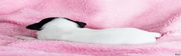 Mixed Breed dogs for sale: Taley - Ad 12