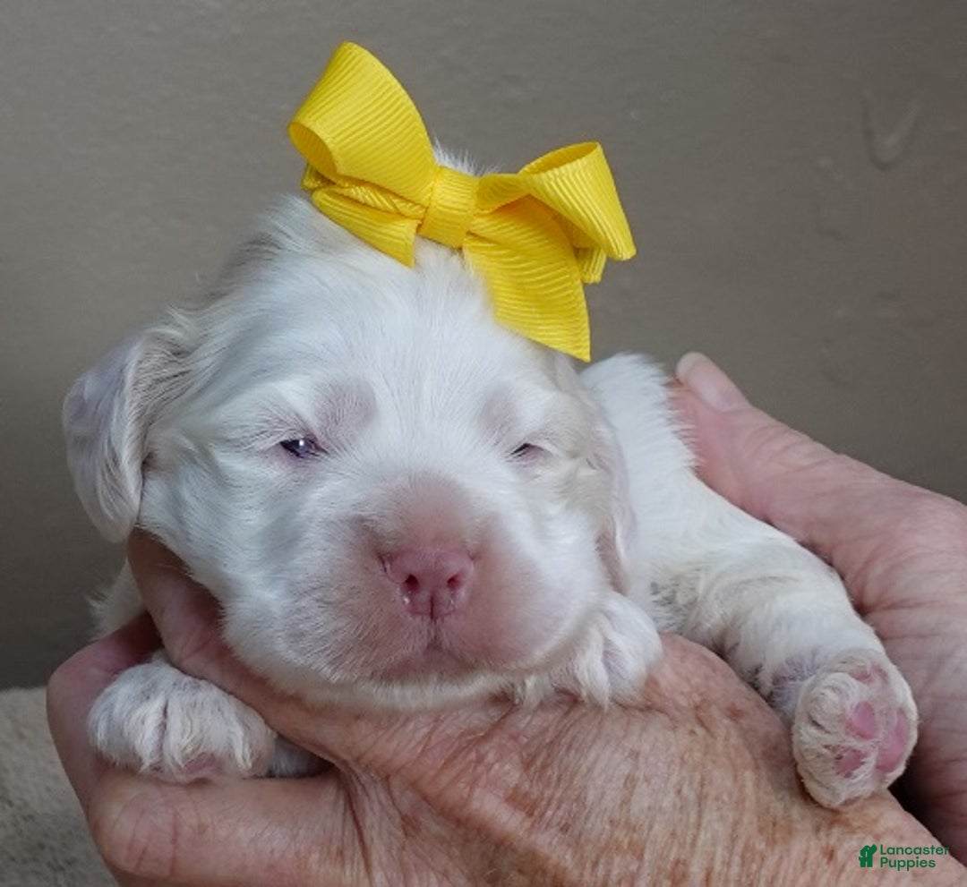 Cocker Spaniel dogs for sale: Bobo  - Ad 5