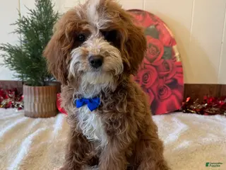 Cavapoo dogs Ned - Ad 10