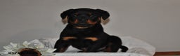 Rottweiler dogs for sale: Rosie - Ad 2