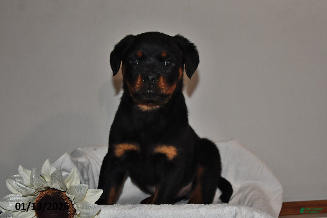 Rottweiler dogs for sale: Rosie - Ad 2